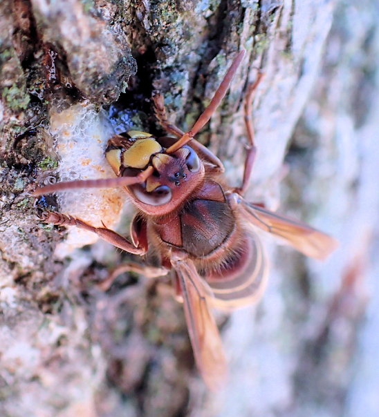 Vespa crabro (Giant Hornet)