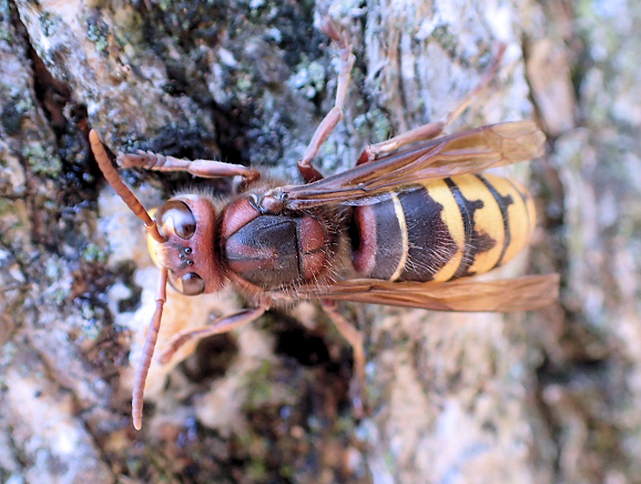 Vespa crabro (Giant Hornet)