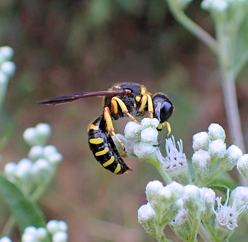 Genus Ectemnius