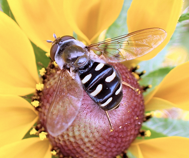 Eupeodes perplexus (Bare-winged Aphideater)
