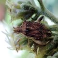 Harmostes fraterculus