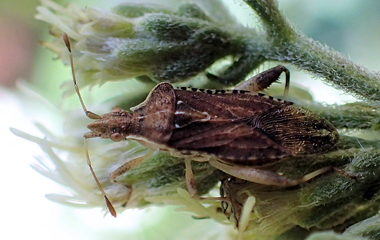Harmostes fraterculus