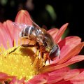 Eristalis stipator