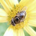 Eristalinus aeneus