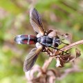 Cylindromyia