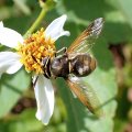 Hoplitimyia mutabilis