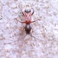 Cyrtophorus verrucosus