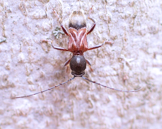 Cyrtophorus verrucosus (Ant-like Longhorn Beetle)