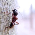 Cyrtophorus verrucosus