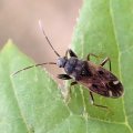 Eremocoris