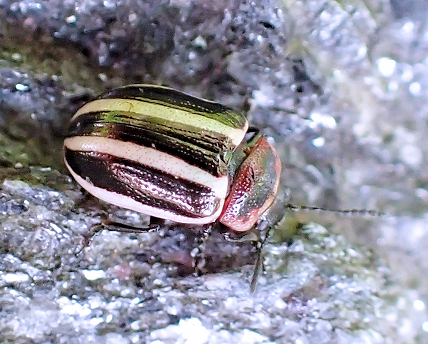 Calligrapha californica (Coreopsis Beetle)