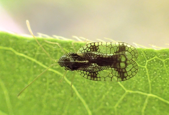 Stephanitis takeyai (Andromeda Lace Bug)
