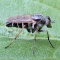 Ozodiceromyia