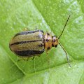 Xanthogaleruca luteola
