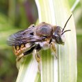 Anthidium manicatum