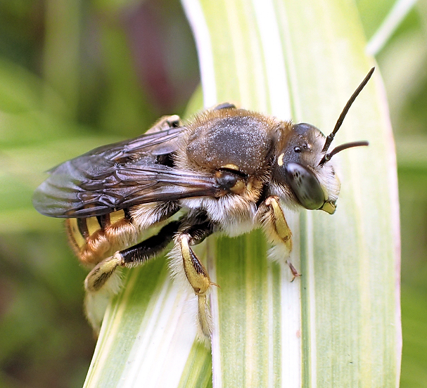Anthidium manicatum (European Wool Carder Bee)