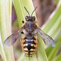 Anthidium manicatum