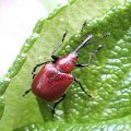 Merhynchites bicolor