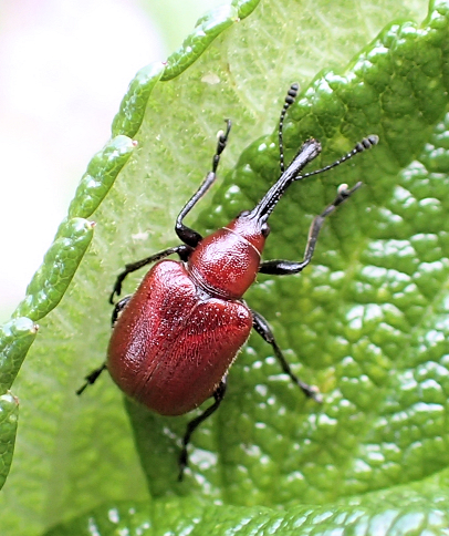 Merhynchites bicolor (Rose Curculio)