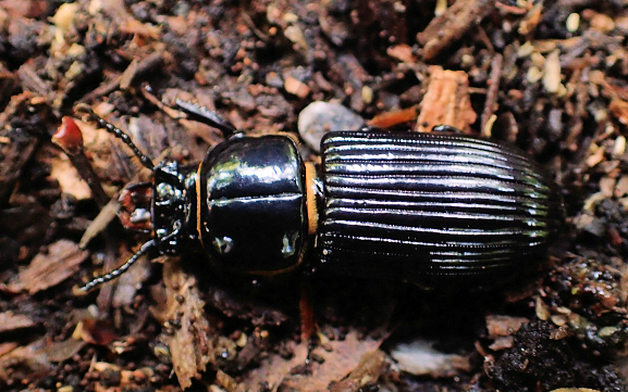 Odontotaenius disjunctus (Patent-leather Beetle)