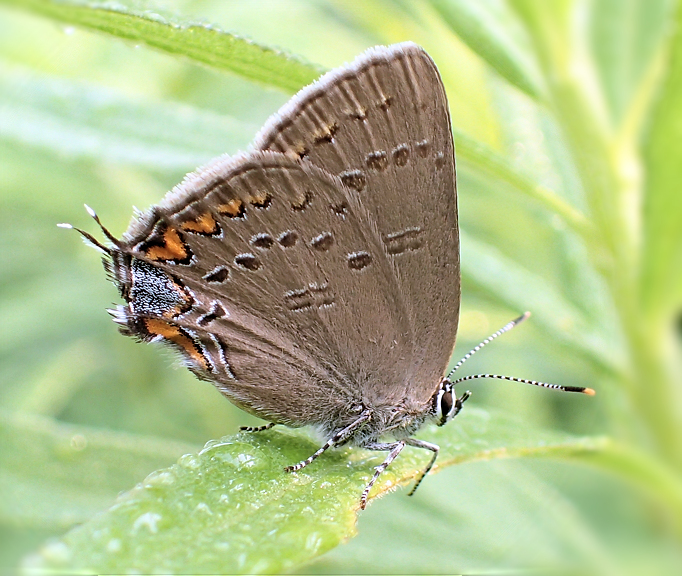 Satyrium edwardsii (Edwards' Hairstreak)
