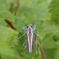 Saperda candida