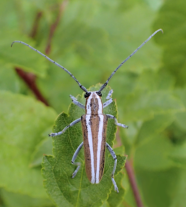 Saperda candida (Round-headed Apple Tree Borer)