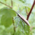 Saperda candida