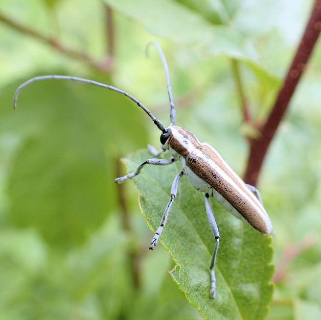 Saperda candida (Round-headed Apple Tree Borer)