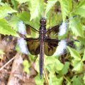 Libellula luctuosa