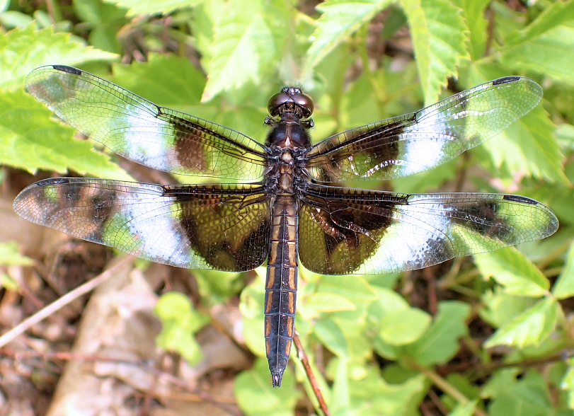 Libellula luctuosa (Widow Skimmer)