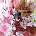 Brachyleptura