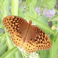 Argynnis cybele
