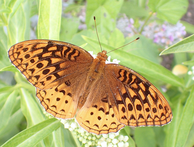 Argynnis cybele (Great Spangled Fritillary)