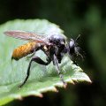 Laphria