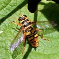 Milesia virginiensis