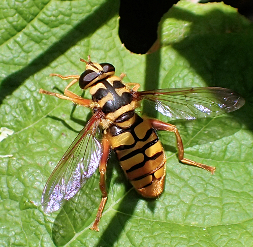 Milesia virginiensis (Virginia Flower Fly)