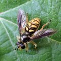 Somula decora