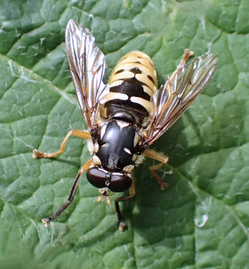 Temnostoma alternans (Wasp-like Falsehorn)