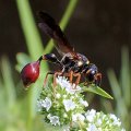 Zethus slossonae