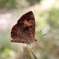 Feniseca tarquinius