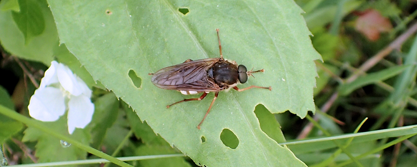 Coenomyia ferruginea (Stink Fly)