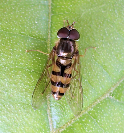 Epistrophe xanthostoma (Emarginate Smoothtail)