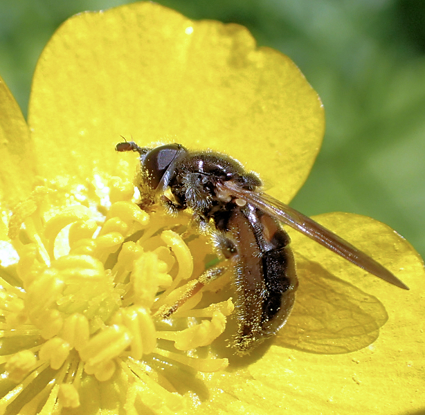 Genus Pipiza (Pitheads)