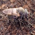 Myolepta strigilata