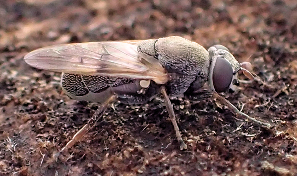 Myolepta strigilata (Scaled Pegleg)