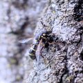 Sphiximorpha willistoni