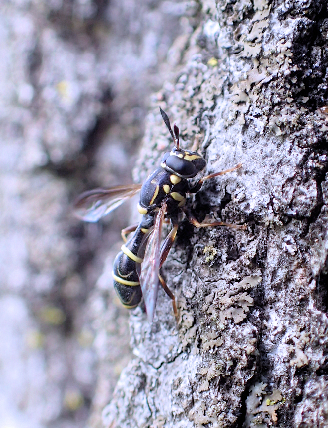 Sphiximorpha willistoni (Williston's Wasp Fly)
