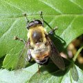 Mallota posticata