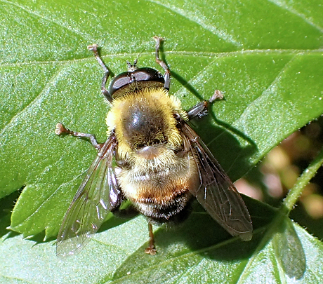 Mallota posticata (Hairy-eyed Bee-mimic Fly)